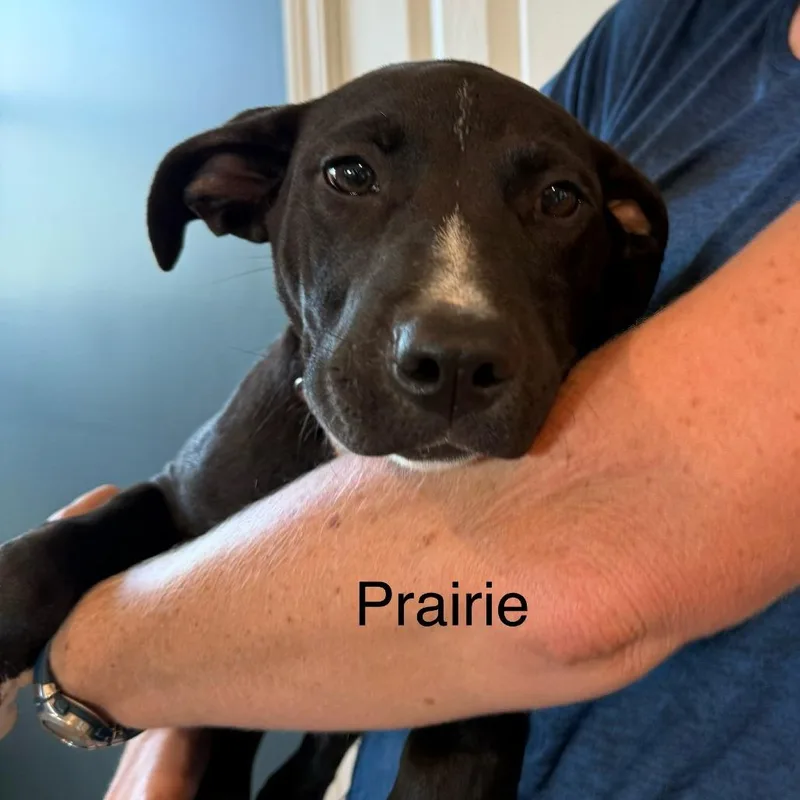 Prairie thumbnail 4