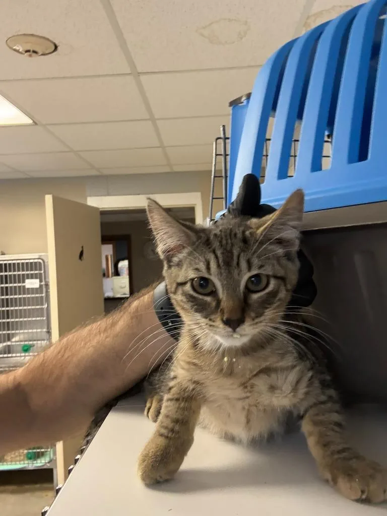 A baby small-sized male Domestic Short Hair cat named Dain for adoption in Clarksville, TN