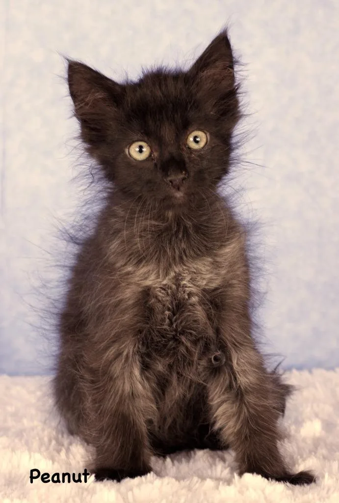 Peanut
