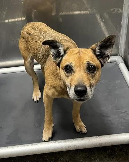 An adult medium-sized female Mixed Breed dog named Magnolia for adoption in West Chester, PA