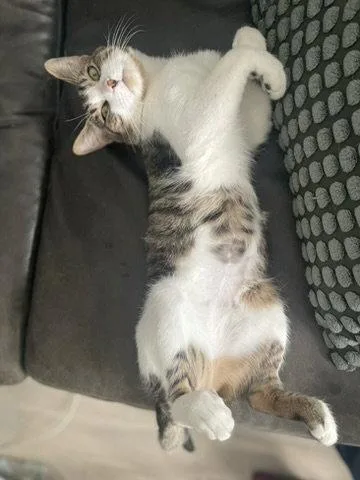 A young medium-sized male Domestic Short Hair cat named Donovan for adoption in Brooklyn, NY