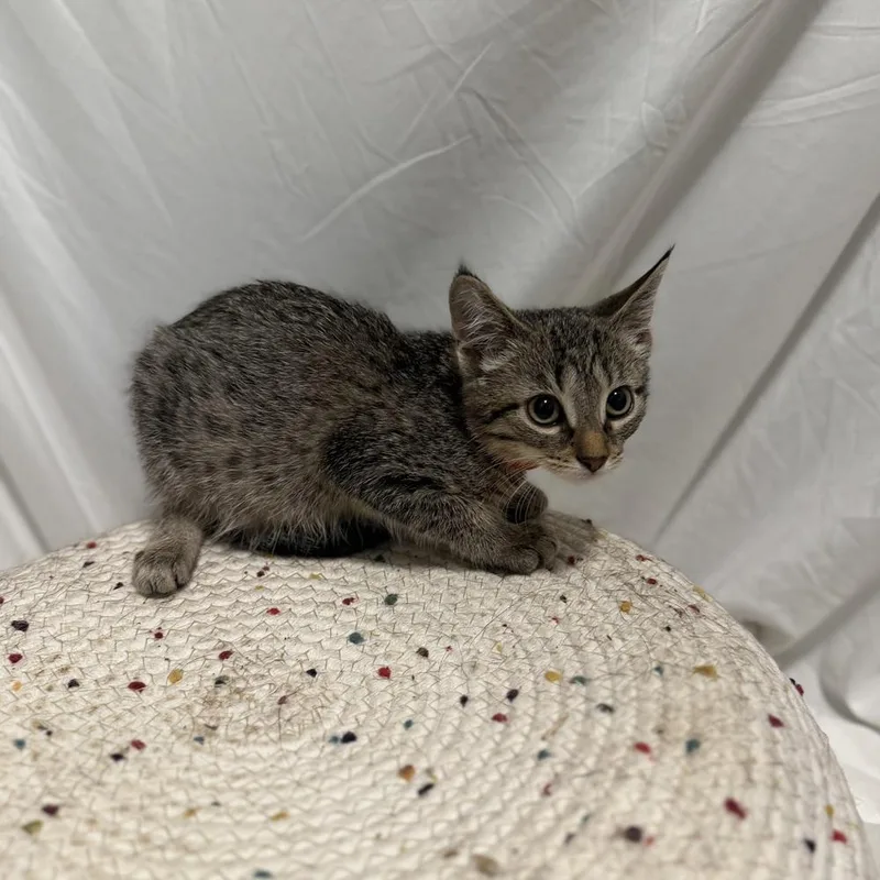 A baby small-sized female Domestic Short Hair cat named Bronte for adoption in Palatine, IL