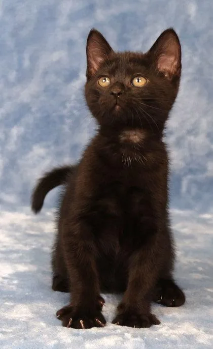 A baby medium-sized female Domestic Short Hair cat named Sage for adoption in West Chester, PA