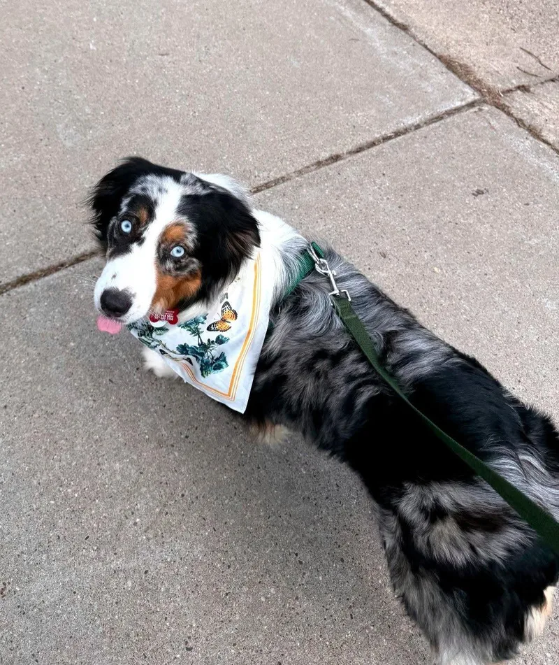An adult medium-sized female Merle (Blue) Australian Shepherd dog named Symphony for adoption in Elk River, MN