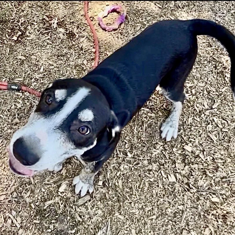 A young medium-sized male Black Mouth Cur dog named Dakota for adoption in Queen City, TX