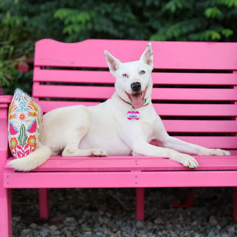 A young small-sized female White / Cream Australian Cattle Dog / Blue Heeler dog named Everest for adoption in Wake Forest, NC