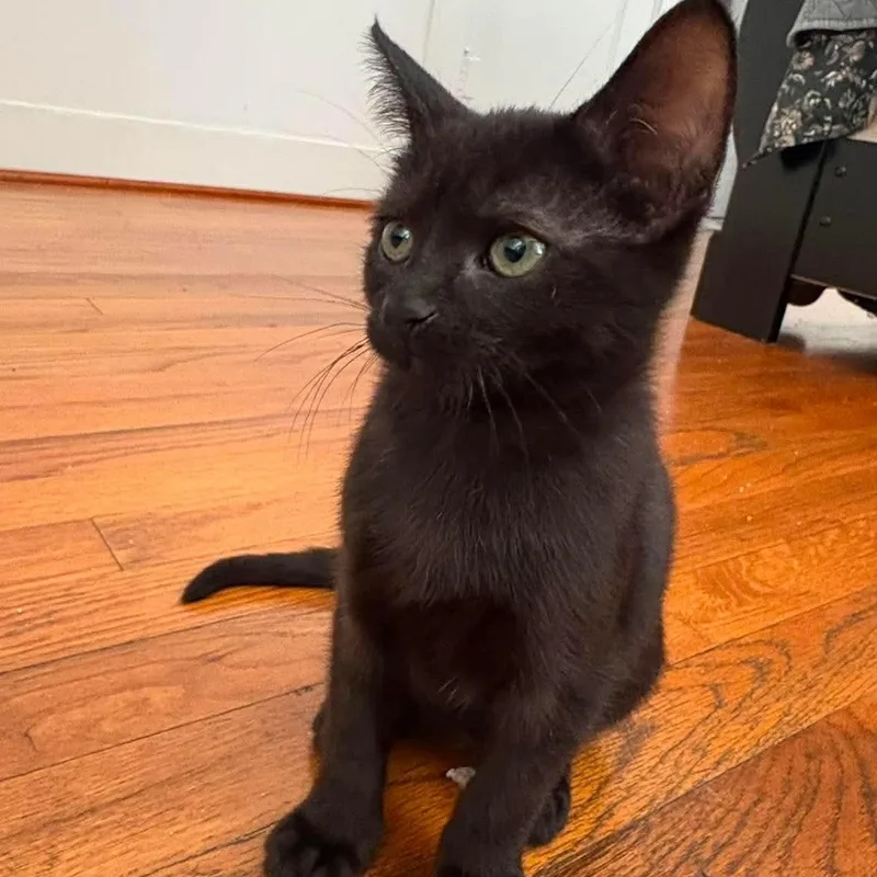 A baby small-sized male Black American Shorthair cat named Dasher for adoption in Baytown, TX