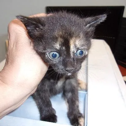 A baby small-sized female Black Domestic Short Hair cat named Erica for adoption in Milton, FL