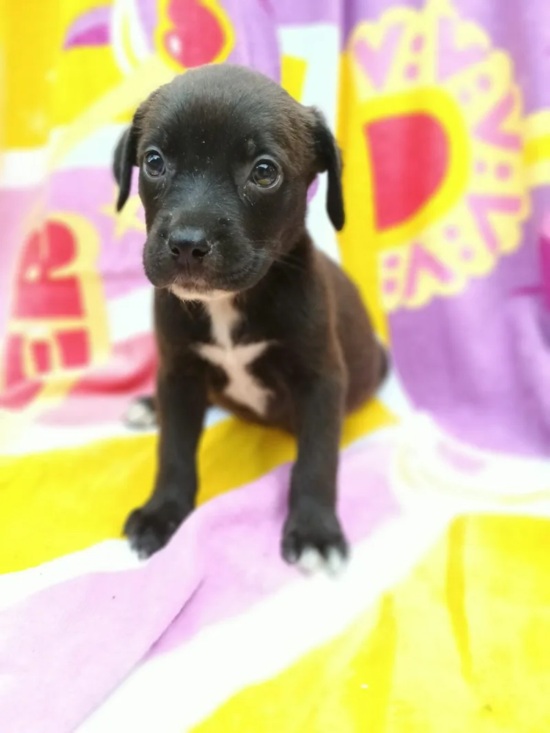 A baby medium-sized female American Staffordshire Terrier dog named Pharita for adoption in Saint Augustine, FL
