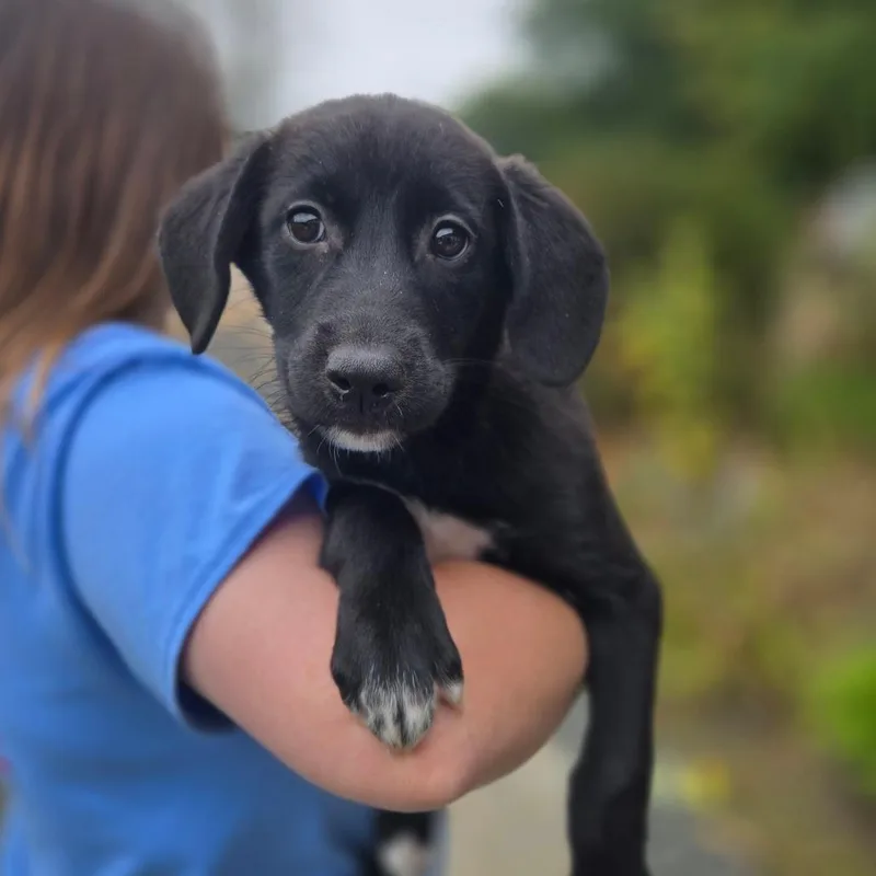A baby medium-sized female Labrador Retriever dog named CT Billings avail Sep for adoption in Eastford, CT