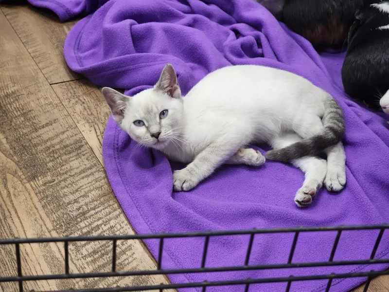 A baby small-sized female Gray & White Domestic Short Hair cat named Eliza for adoption in Troy, AL