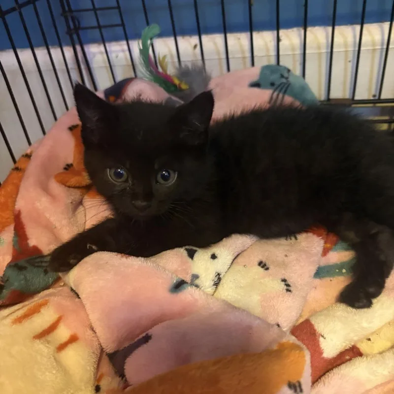 A baby small-sized female Black Domestic Short Hair cat named Naomi for adoption in Johnstown, PA