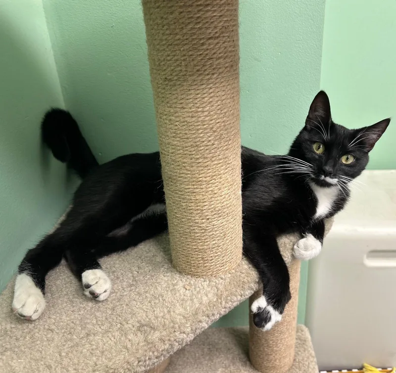 An adult medium-sized female Black & White / Tuxedo Domestic Short Hair cat named Lulu for adoption in Milton, MA