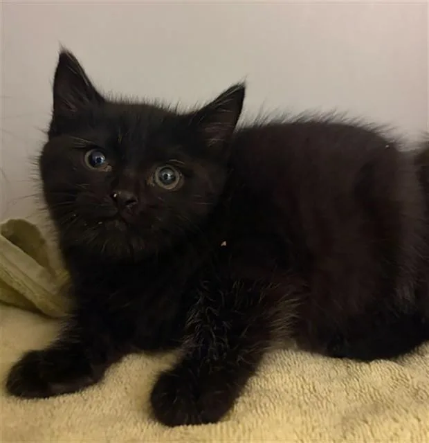 A baby small-sized male Domestic Short Hair cat named Atlantic for adoption in Statesville, NC