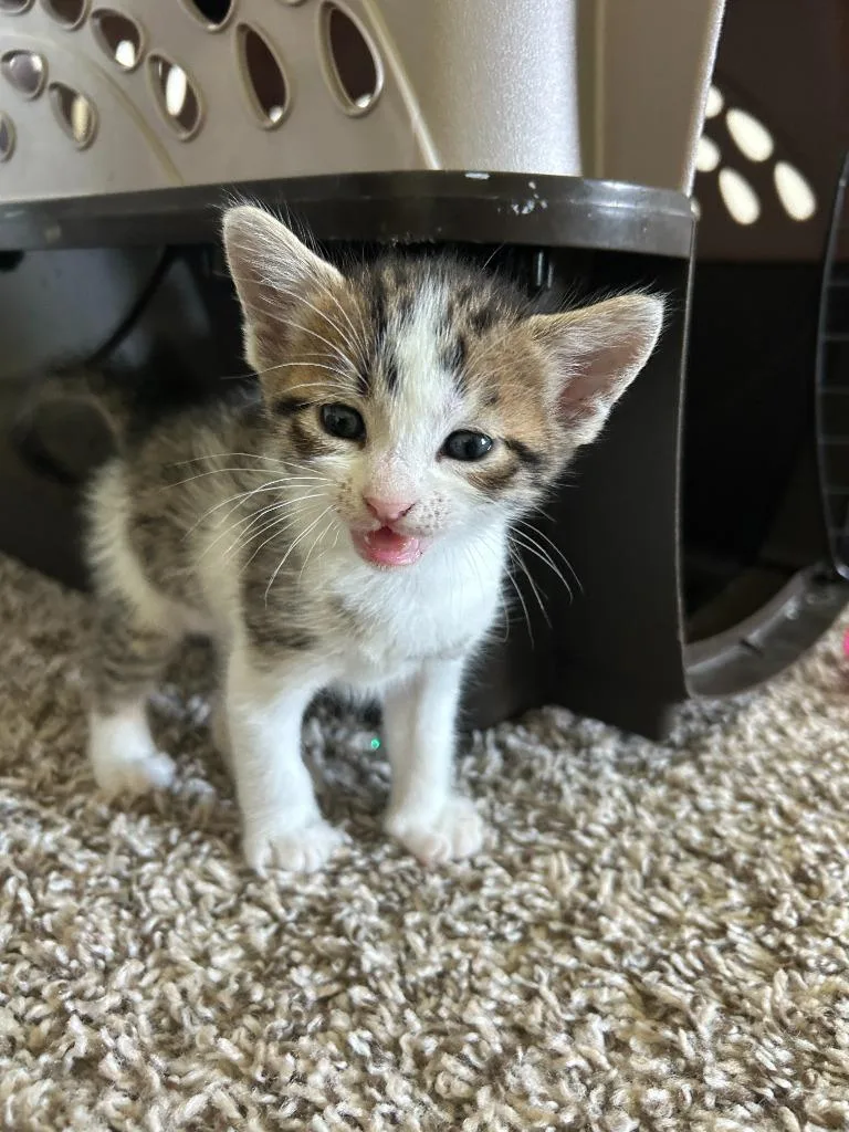 A baby small-sized female Domestic Short Hair cat named Mae for adoption in Lewisville, TX