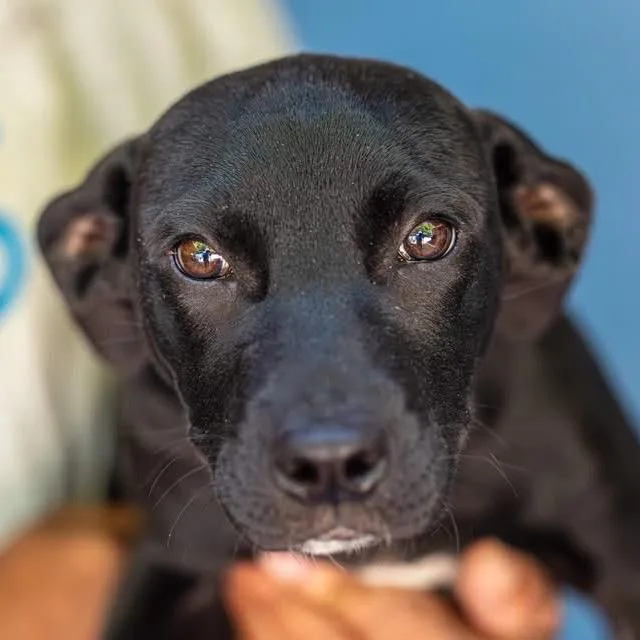 A baby medium-sized female Black Mixed Breed dog named Luster for adoption in Decatur, GA