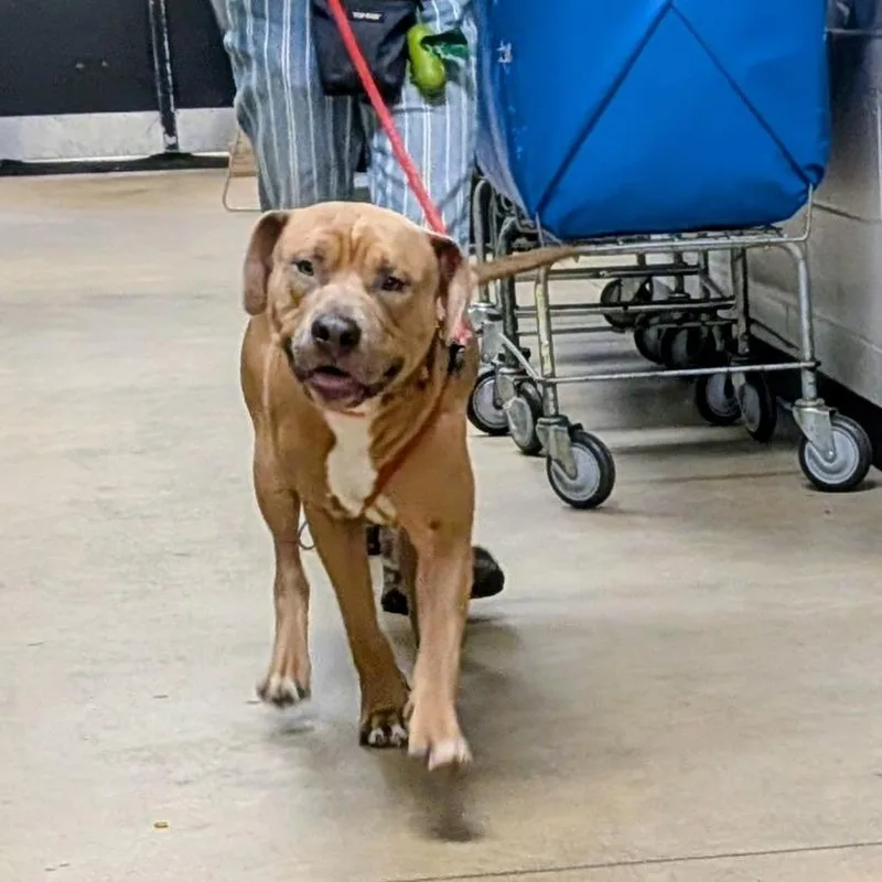 An adult large-sized male Yellow / Tan / Blond / Fawn Mixed Breed dog named Scooby for adoption in Grand Rapids, MI
