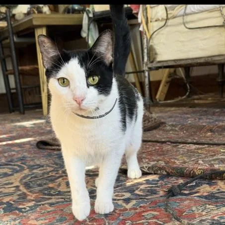 An adult medium-sized male Black & White / Tuxedo Domestic Short Hair cat named Cowboy Roy for adoption in Bentonville, AR
