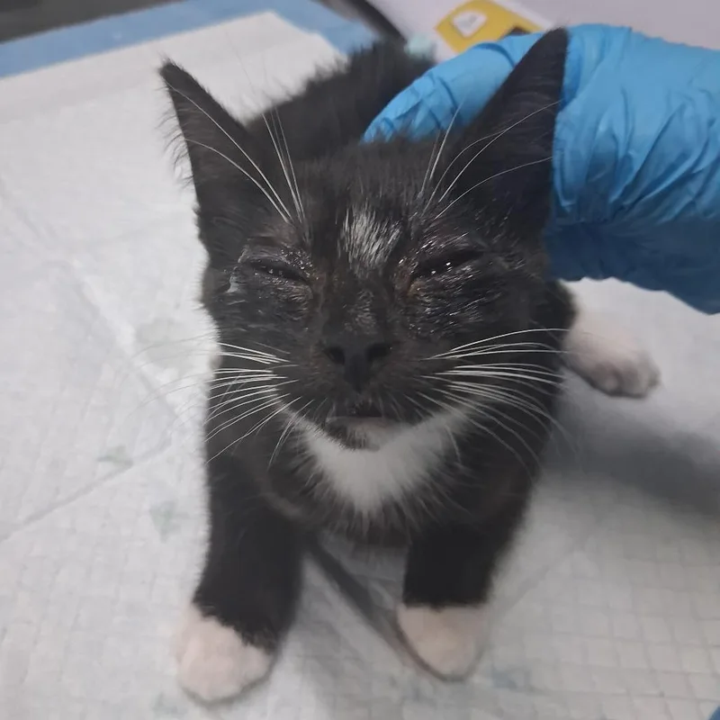 A baby small-sized female Black Domestic Short Hair cat named Cece for adoption in Summerville, SC