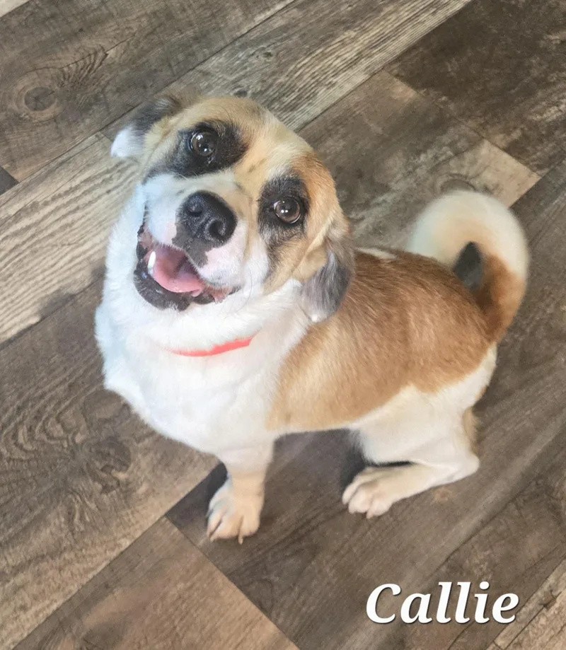 A young small-sized female Tricolor (Brown, Black, & White) Jack Russell Terrier dog named Callie for adoption in Edinburg, TX