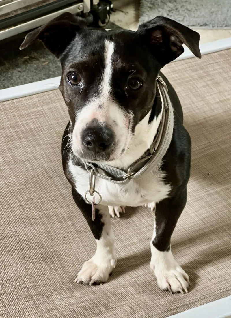 An adult small-sized female Black Rat Terrier dog named Maple for adoption in Anna, TX
