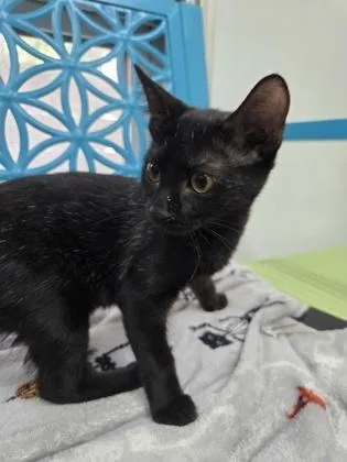 A baby medium-sized female Domestic Short Hair cat named Filly for adoption in Savannah, GA