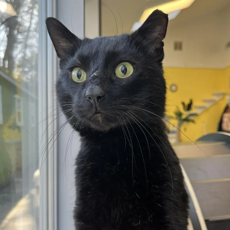 A young large-sized male Black Domestic Short Hair cat named Duckwin for adoption in Weimar, CA