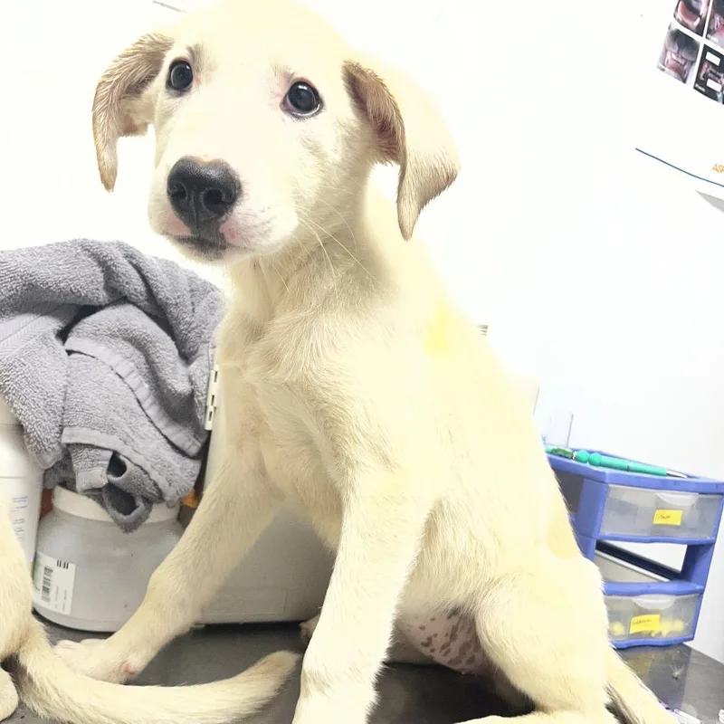 A baby medium-sized female Mixed Breed dog named Piglet for adoption in Mount Gilead, NC