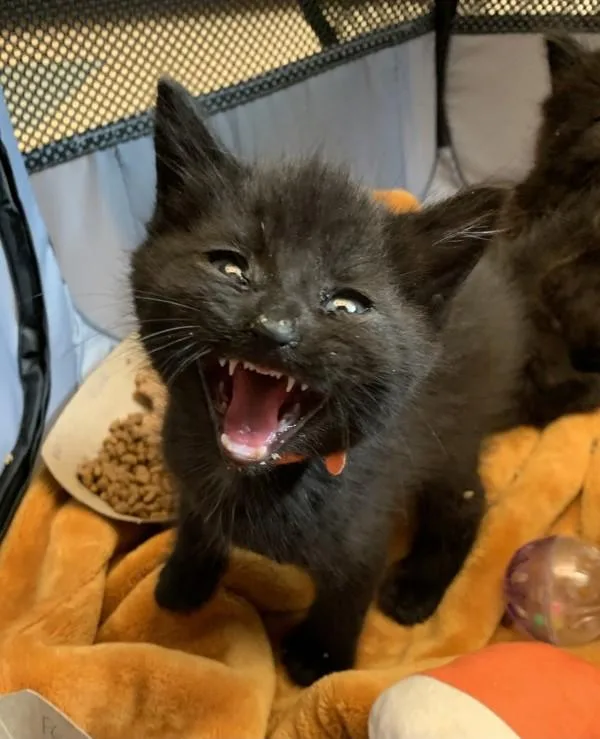 A baby small-sized male Domestic Short Hair cat named Cousin Itt for adoption in Santa Rosa, CA