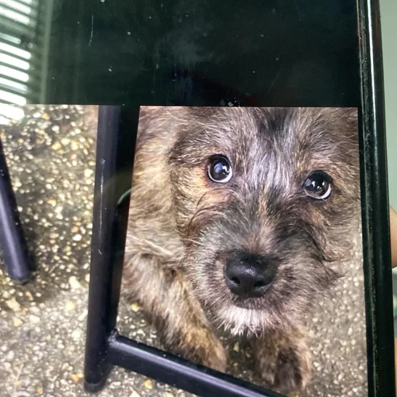 A baby small-sized female Brindle Terrier dog named Starr for adoption in New Orleans, LA