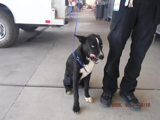 A young medium-sized male Australian Cattle Dog / Blue Heeler dog named Blue Shadow for adoption in Oroville, CA