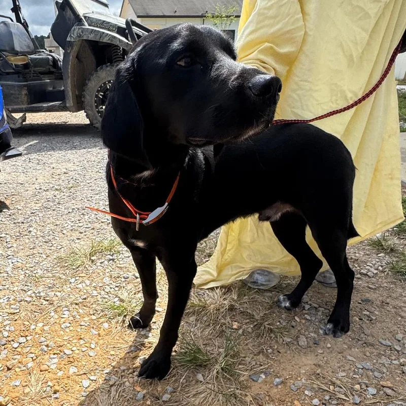 A young medium-sized male Black Labrador Retriever dog named Bucky for adoption in LOXAHATCHEE, FL