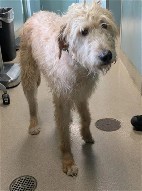 A young large-sized male Irish Wolfhound dog named Ciaran for adoption in Newton, NC