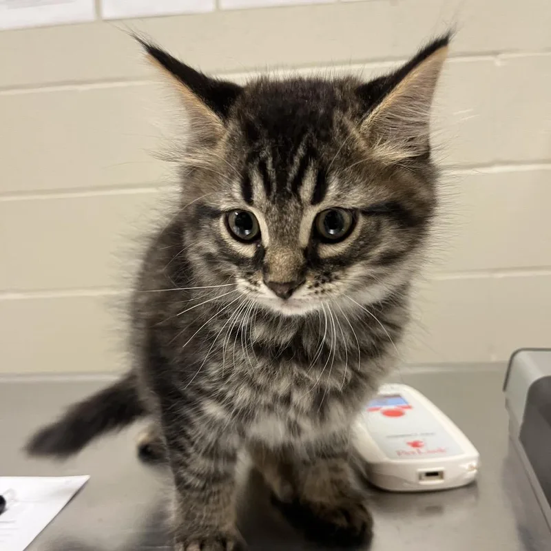 A baby small-sized male Domestic Medium Hair cat named Ghostbusters for adoption in Evanston, IL