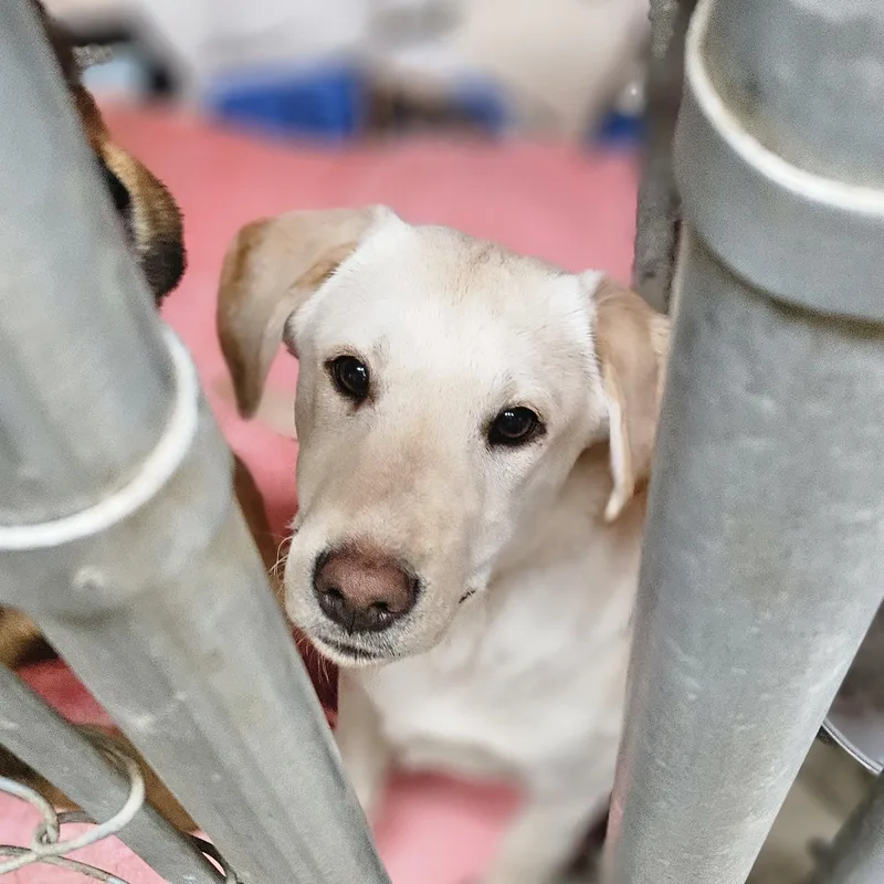 Fiona Yellow Lab Shep