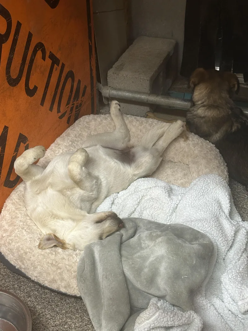 Fiona Yellow Lab Shep thumbnail 2