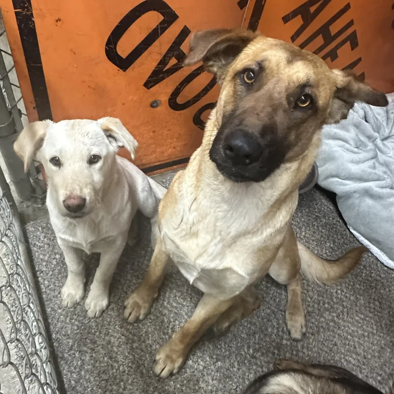 Fiona Yellow Lab Shep thumbnail 3