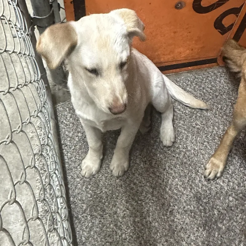 Fiona Yellow Lab Shep thumbnail 4