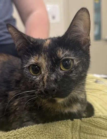 A young small-sized female Domestic Short Hair cat named Luna Jean for adoption in Fishers, IN