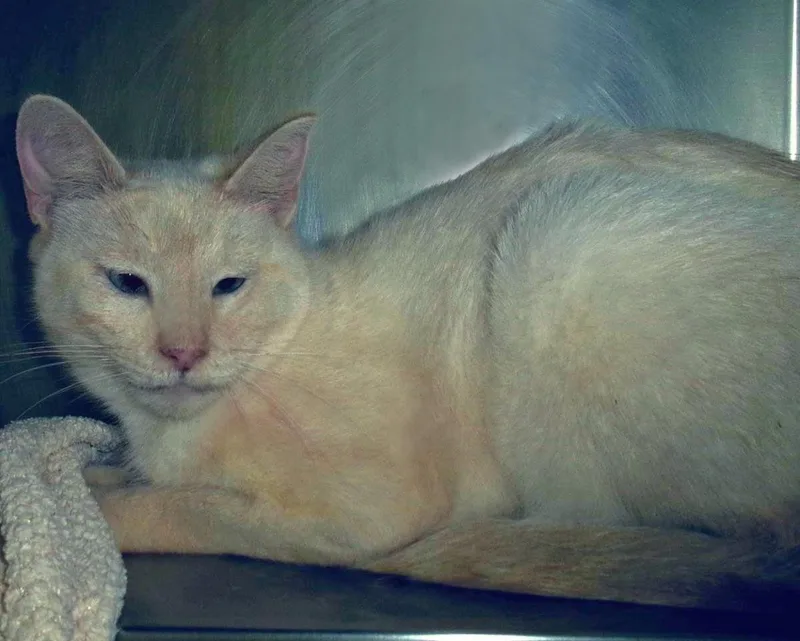 An adult medium-sized female White Domestic Short Hair cat named BoogieWoogie for adoption in Plover, WI