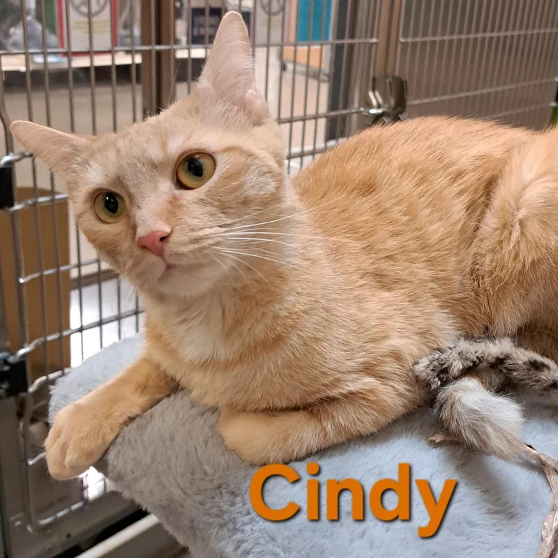 Cindy