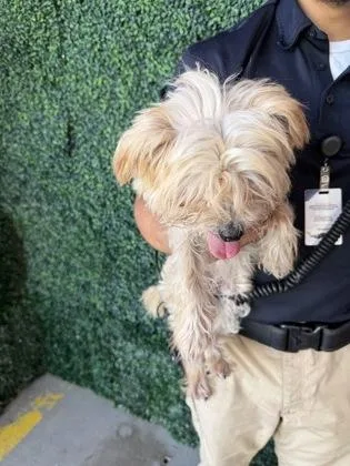 A baby small-sized female Brown / Chocolate Yorkshire Terrier dog named 61805883 for adoption in El Paso, TX