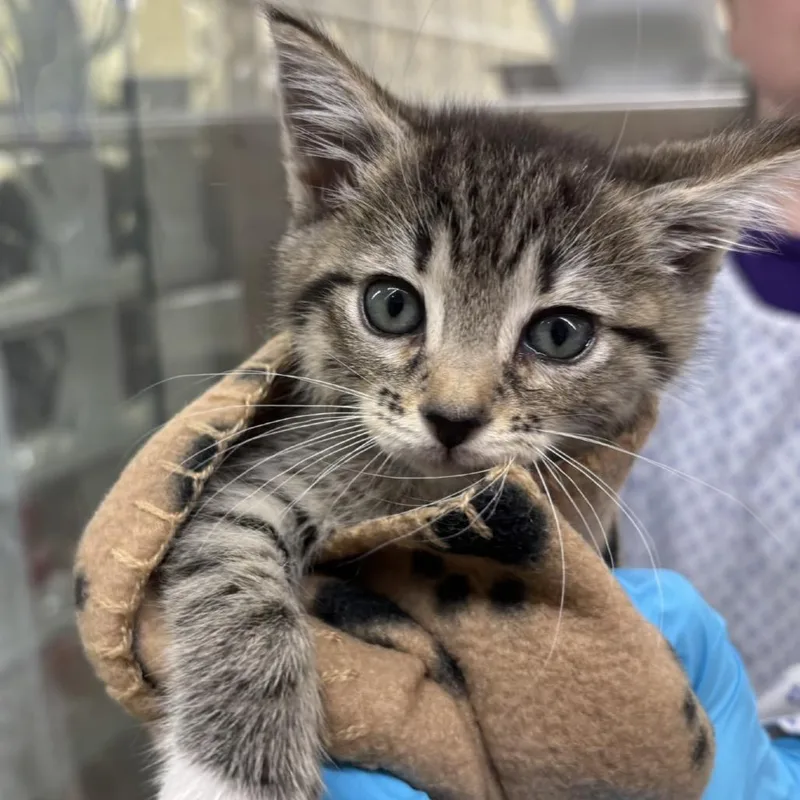 A baby small-sized female Brown / Chocolate Domestic Short Hair cat named Rosetta for adoption in West Palm Beach, FL