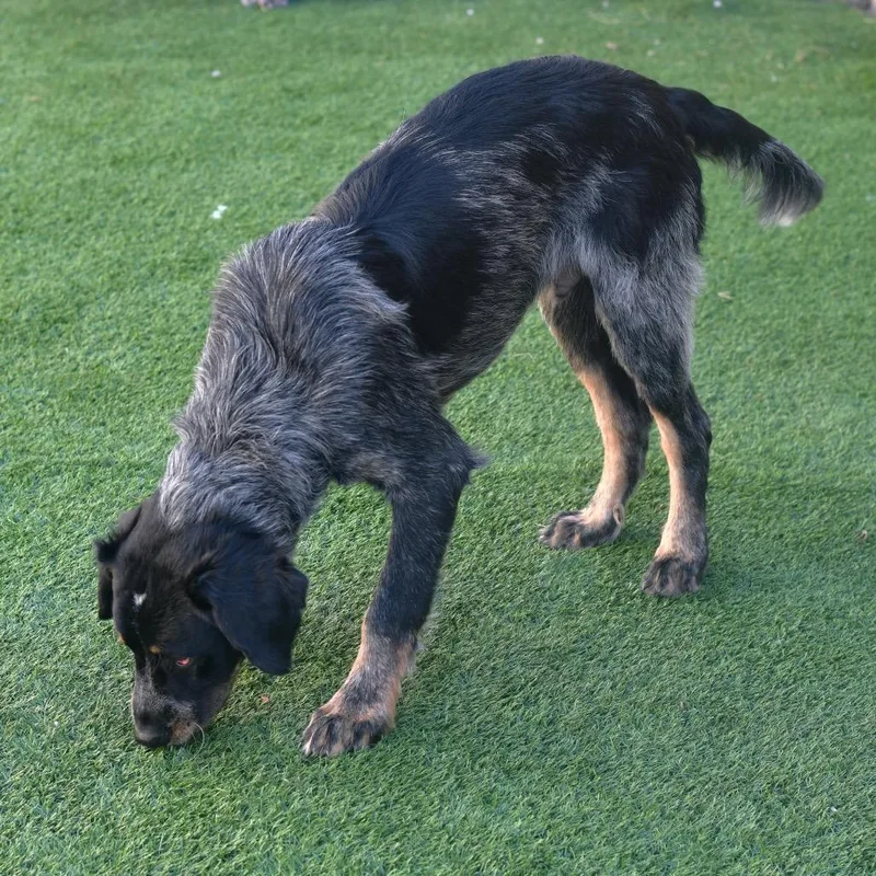 A young small-sized male Gray / Blue / Silver German Wirehaired Pointer dog named Copper for adoption in Ottawa, KS