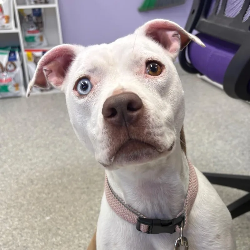An adult medium-sized female Pit Bull Terrier dog named Middi for adoption in Manhattan, KS