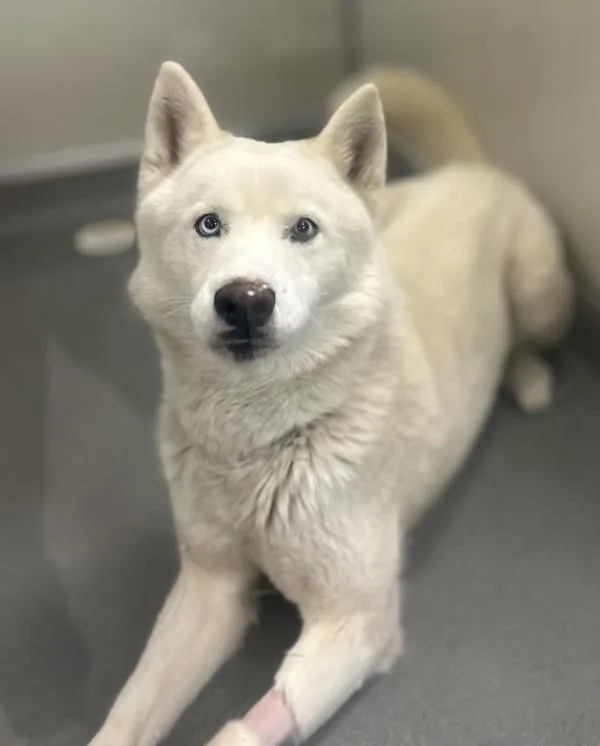 An adult large-sized male Siberian Husky dog named Oso for adoption in Victorville, CA