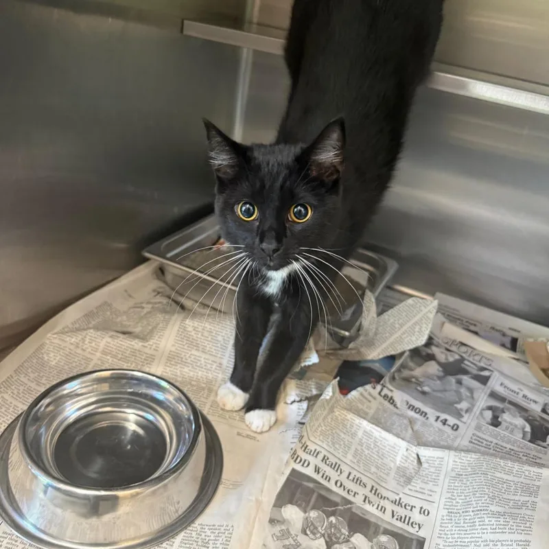 A young medium-sized female Black Domestic Short Hair cat named Rocko's Modern Life for adoption in Charlottesville, VA
