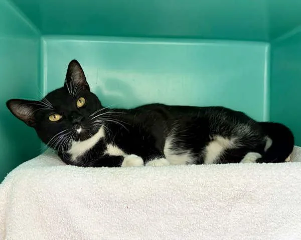 An adult small-sized male Domestic Short Hair cat named Corlys for adoption in Novato, CA