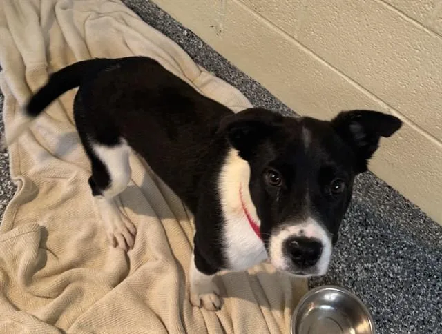 A baby medium-sized male Australian Cattle Dog / Blue Heeler dog named Shane for adoption in Brewster, MA