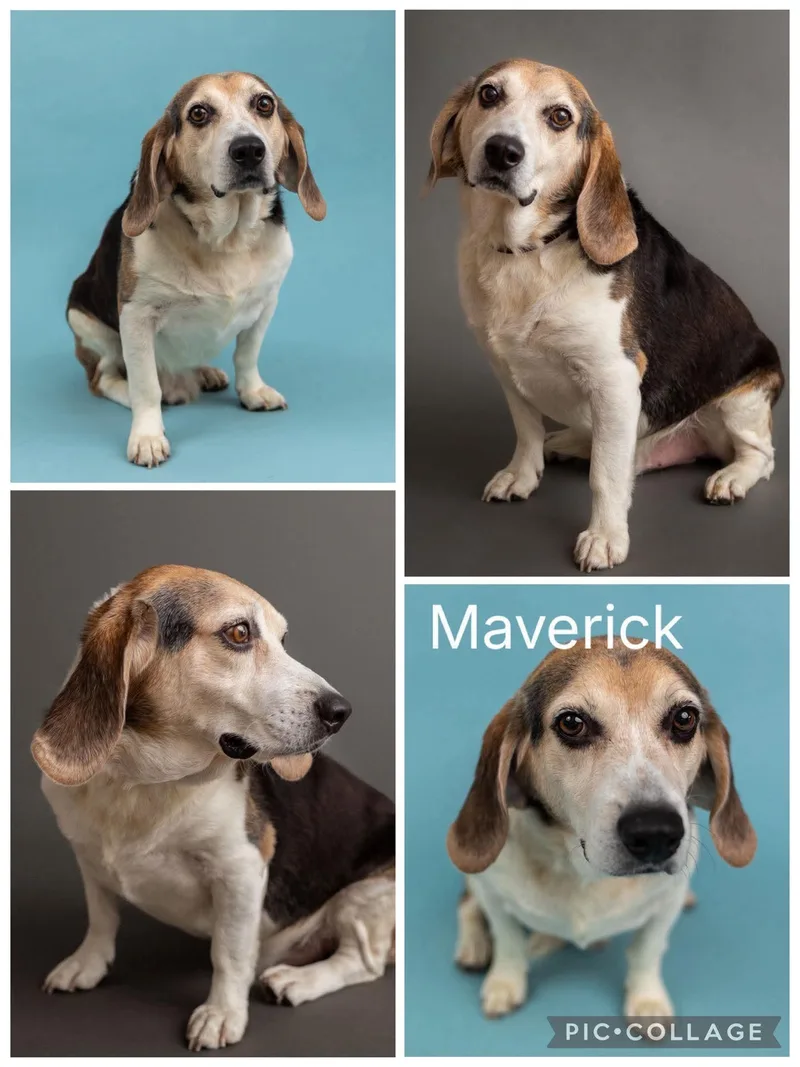 Maverick